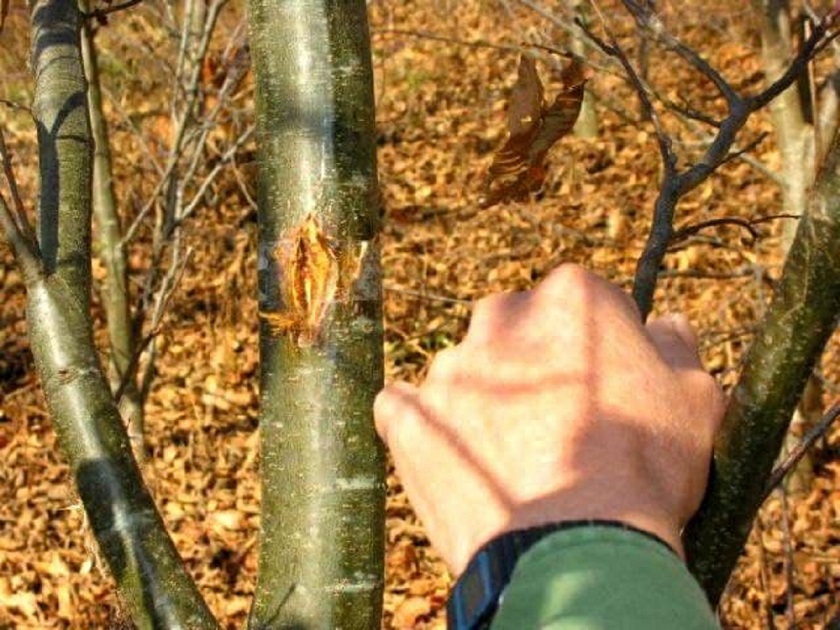 Как защитить кору деревьев от весенних солнечных ожогов? Не обязательно белить