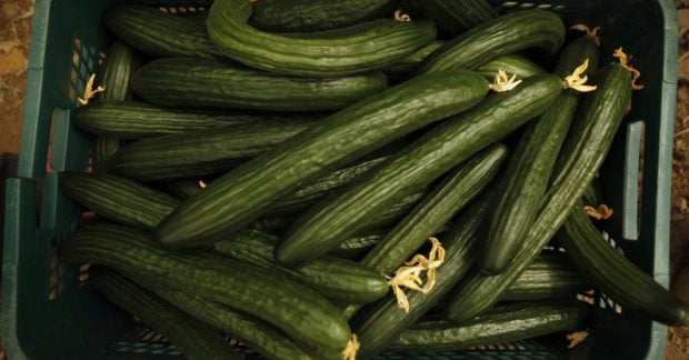 В Україні щодня дорожчає популярний овоч скільки тепер коштує В Україні щодня дорожчає популярний овоч скільки тепер коштує