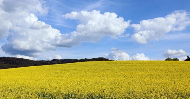 Українські фермери випередили погодні виклики НБУ підвищив прогноз врожаю на 2025 рік Українські фермери випередили погодні виклики НБУ підвищив прогноз врожаю на 2025 рік