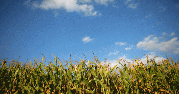 Врожай 2025 року перевищить очікування Мінекономіки називає ключову сільськогосподарську культуру України Врожай 2025 року перевищить очікування Мінекономіки називає ключову сільськогосподарську культуру України