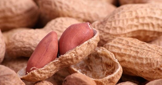 В Україні розпочали масове промислове вирощування арахісу В Україні розпочали масове промислове вирощування арахісу