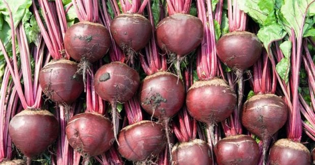 В Україні знижується ціна на популярний овоч скільки коштує кілограм зараз В Україні знижується ціна на популярний овоч скільки коштує кілограм зараз