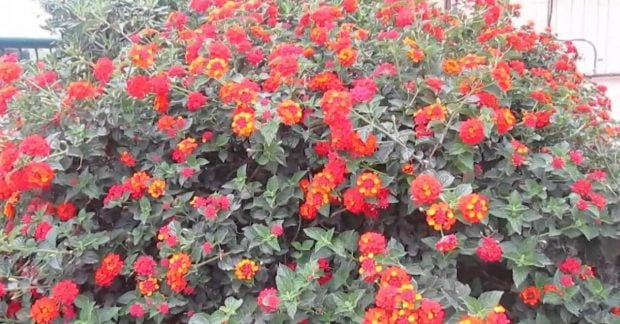 Невибаглива рослина для балкона що квітне до заморозків Невибаглива рослина для балкона що квітне до заморозків